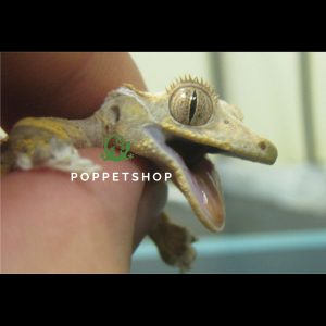 tắc kè crested gecko