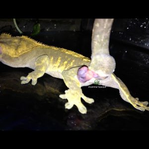 tắc kè crested lòi trĩ