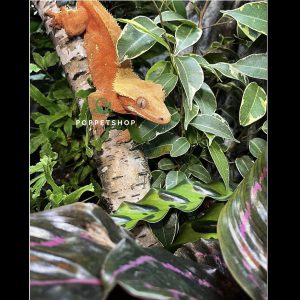 tắc kè crested gecko
