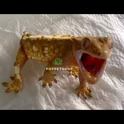 tắc kè crested gecko lo lắng