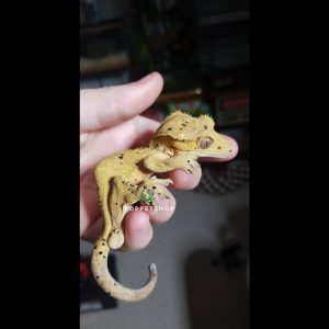 tắc kè lông mi mbd 