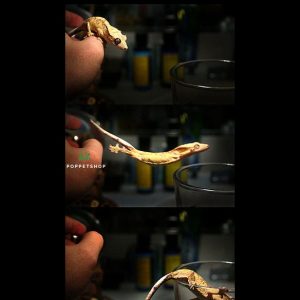 tắc kè Crested Gecko jumping