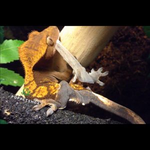 tắc kè crested gecko