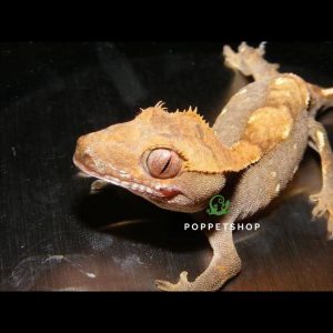 tắc kè crested gecko