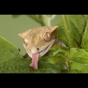 tắc kè crested gecko