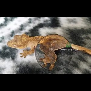 tắc kè crested gecko