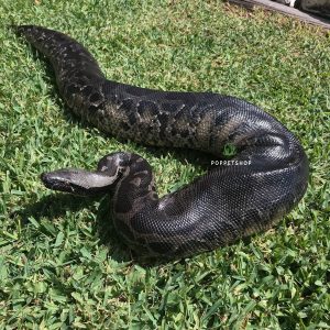 black blood python
