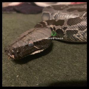 black blood python