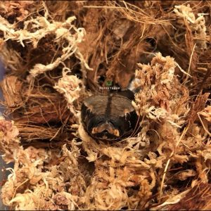 black blood python