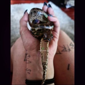 black blood python