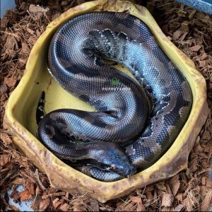 black blood python