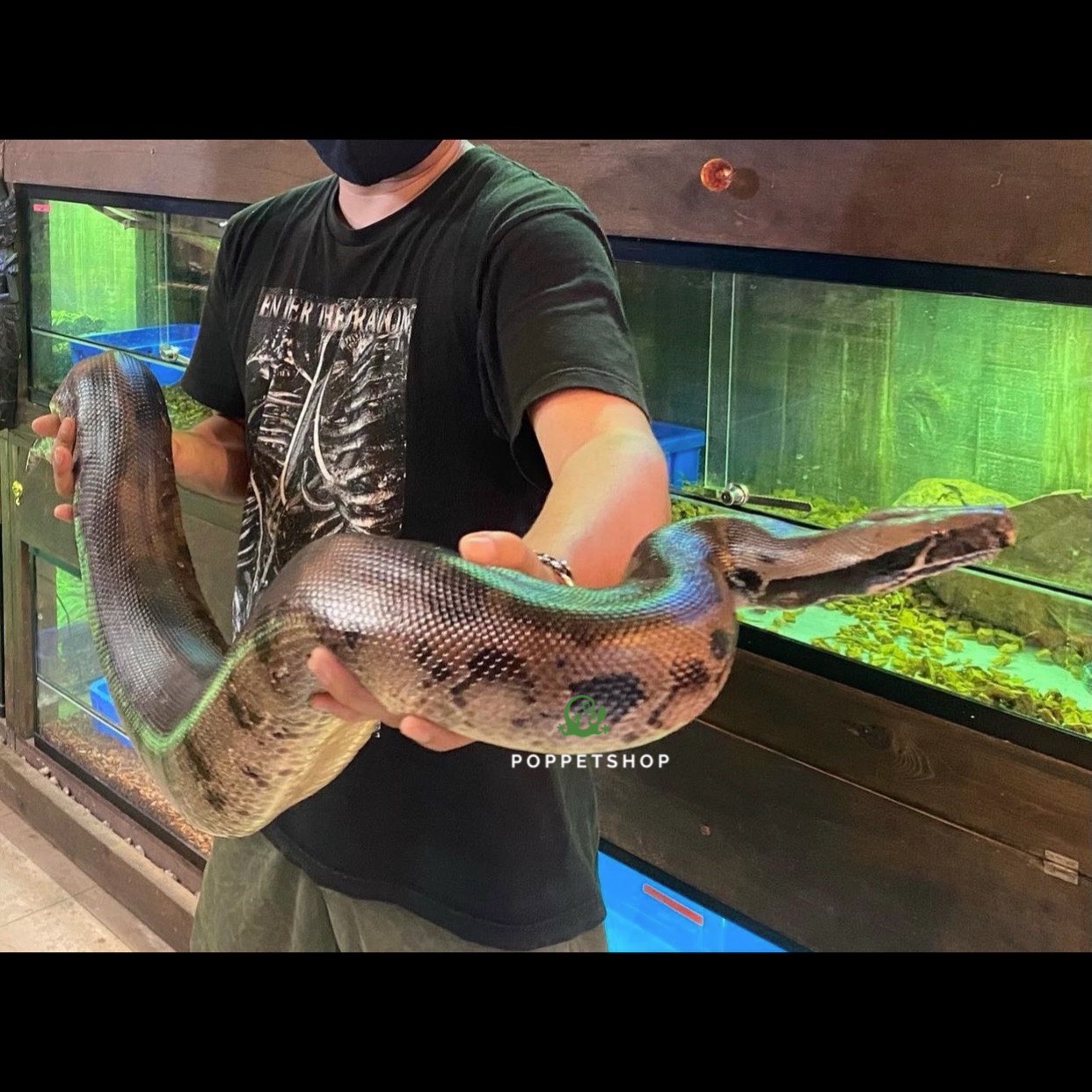 Black Blood Python -Trăn cộc - 11 LƯU Ý CẦN PHẢI BIẾT