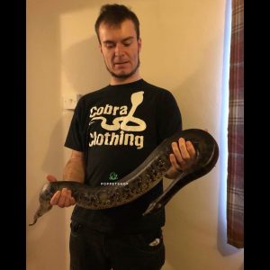 black blood python