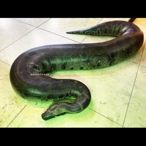 black blood python