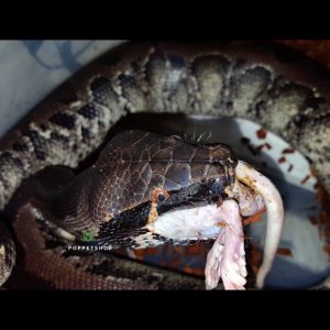 black blood python 