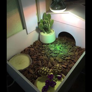 rùa châu phi dâu dứa