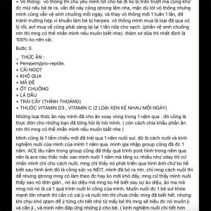 rùa châu phi dâu dứa