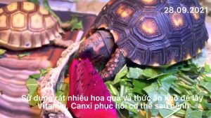 vitamin k3 rùa châu phi