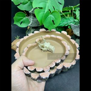 máng ăn máng nước bò sát