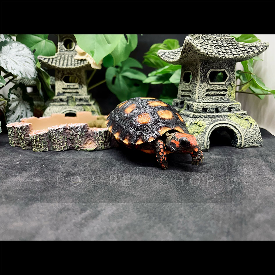 máng ăn máng nước bò sát