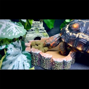 máng ăn máng nước bò sát