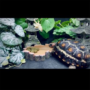 máng ăn máng nước bò sát