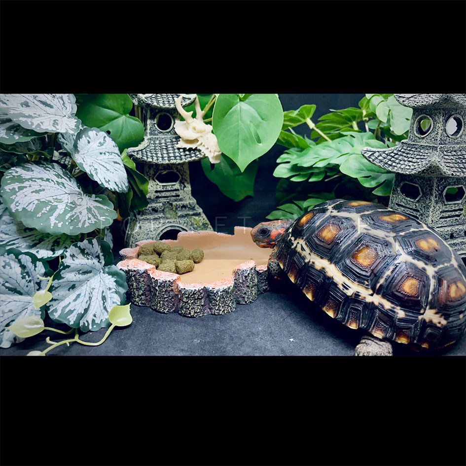 máng ăn máng nước bò sát