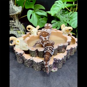 máng ăn máng nước bò sát