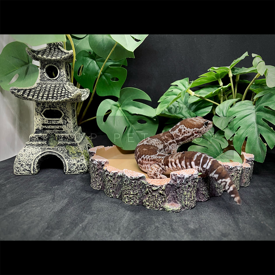 máng ăn máng nước bò sát