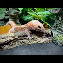 Máng Ăn/Máng Nước Bò Sát - Vân Đá Núi Nứt Nở - size S