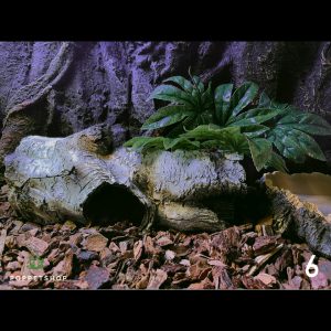 thiết kế chuồng bò sát