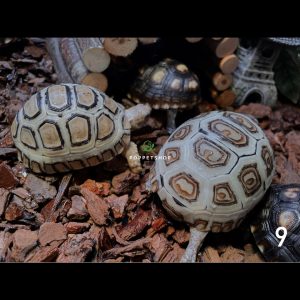 thiết kế chuồng bò sát
