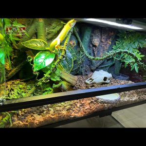 Thiết kế chuồng bò sát