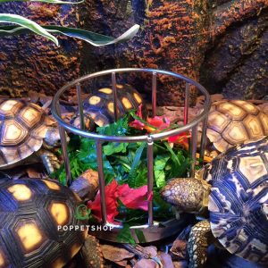 Thiết Kế Chuồng Bò Sát