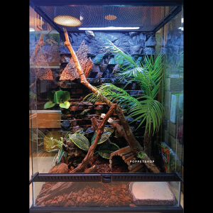 Thiết Kế Chuồng Bò Sát