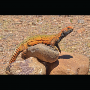 Thiết Kế Chuồng Bò Sát