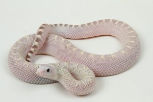 Rắn Bò - Bullsnake