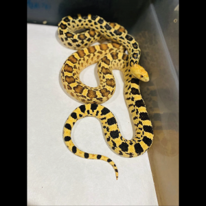 Rắn Bò - Bullsnake