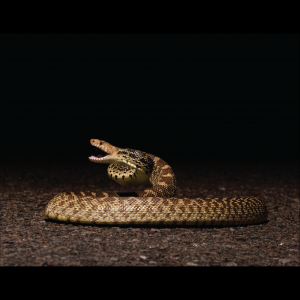 Rắn Bò - Bullsnake