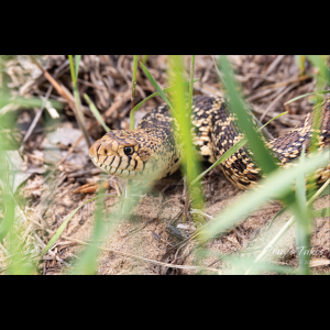 Rắn Bò - Bullsnake