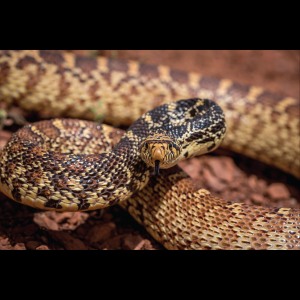 Rắn Bò - Bullsnake