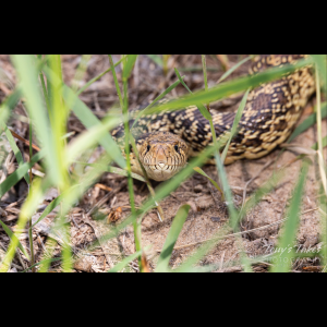 Rắn Bò - Bullsnake