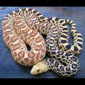 Rắn Bò - Bullsnake