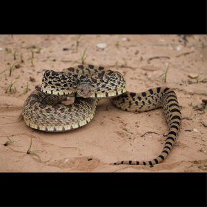 Rắn Bò - Bullsnake
