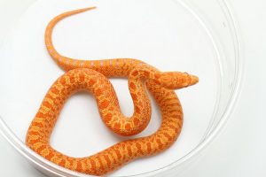 Rắn Bò - Bullsnake