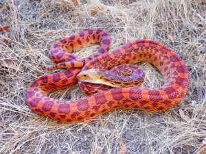 Rắn Bò - Bullsnake