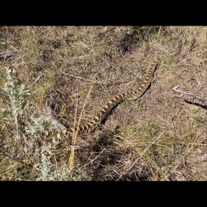 Rắn Bò - Bullsnake