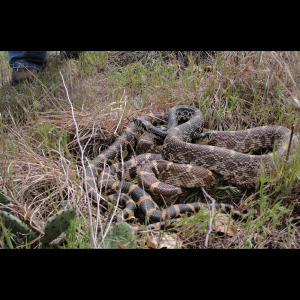 Rắn Bò - Bullsnake