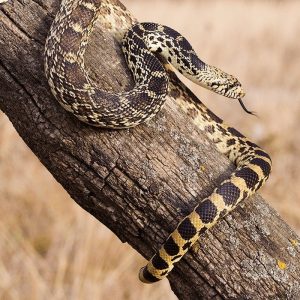 Rắn Bò - Bullsnake