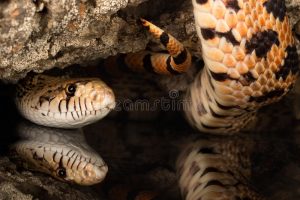 Rắn Bò - Bullsnake